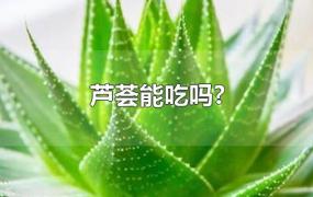 芦荟能吃吗?