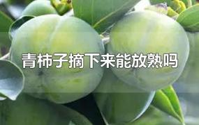 青柿子摘下来能放熟吗