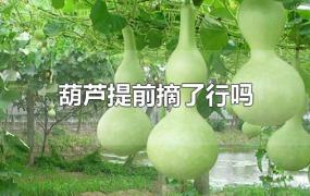 葫芦提前摘了行吗