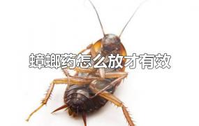 蟑螂药怎么放才有效