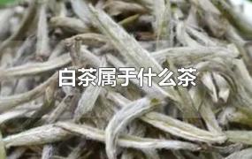 白茶属于什么茶