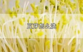 豆芽怎么洗