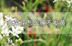 韭菜花怎么腌不发黄