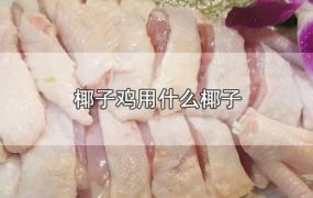 椰子鸡用什么椰子