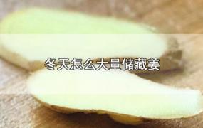 冬天怎么大量储藏姜