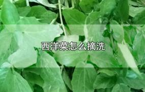 西洋菜怎么摘洗