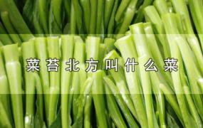 菜苔北方叫什么菜