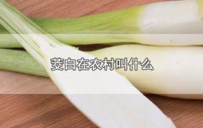 茭白在农村叫什么