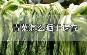 青菜怎么晒干保存