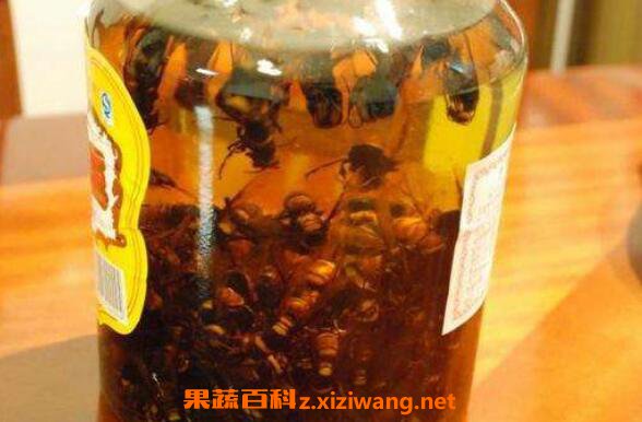 虎头蜂酒的功效与作用 虎头蜂酒有什么危害