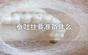 蚕吐丝要准备什么