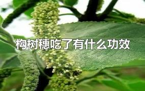 构树穗吃了有什么功效