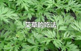 艾草的吃法