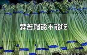 蒜苔帽能不能吃