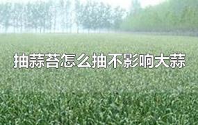 抽蒜苔怎么抽不影响大蒜