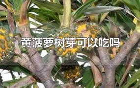 黄菠萝树芽可以吃吗