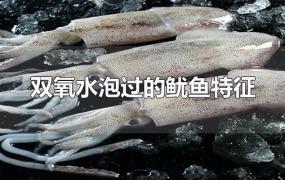 双氧水泡过的鱿鱼特征