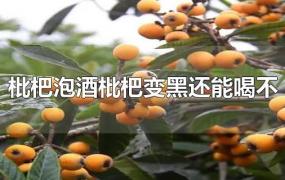 枇杷泡酒枇杷变黑还能喝不