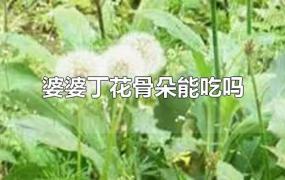 婆婆丁花骨朵能吃吗