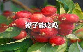 楸子能吃吗