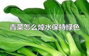 青菜怎么焯水保持绿色