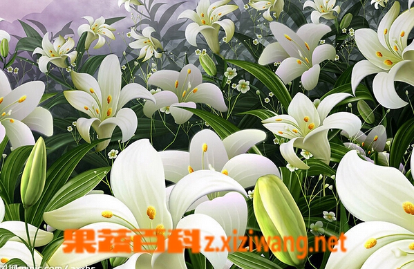 果蔬百科百合花药用功效