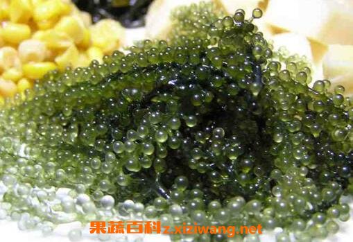 海葡萄怎么吃 海葡萄的食用方法