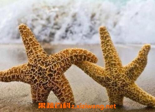 海星怎么吃 海星的吃法技巧