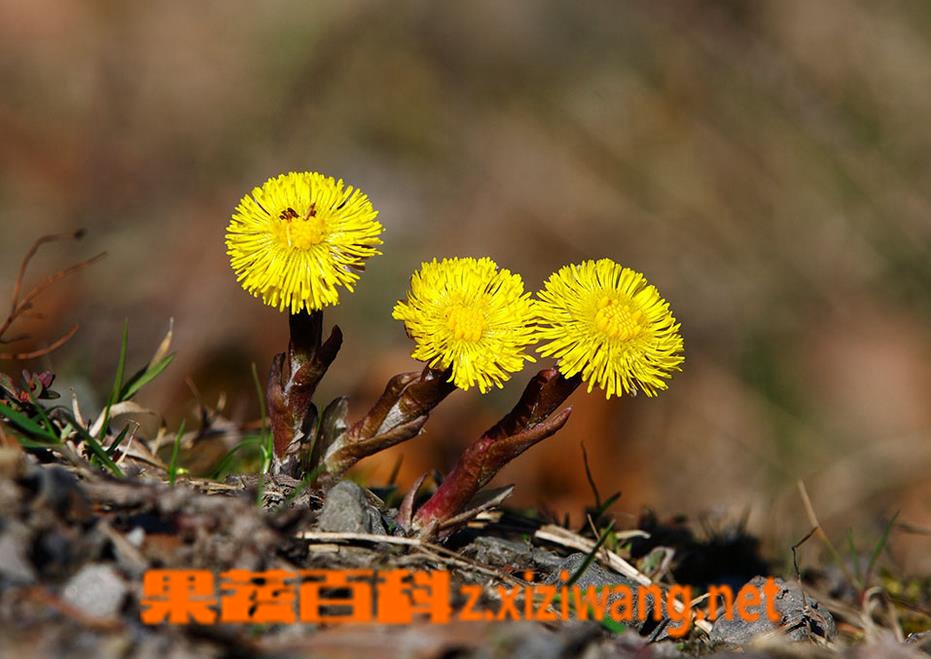 果蔬百科款冬花图片 款冬花的功效与作用