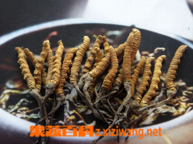 果蔬百科冬虫夏草的功效与作用及食用方法