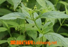 果蔬百科玄参的功效与作用及食用方法