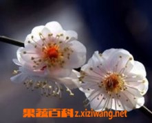 果蔬百科白梅花