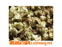 果蔬百科分心木的功效与作用 分心木的副作用