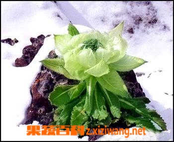 果蔬百科天山雪莲的功效与作用