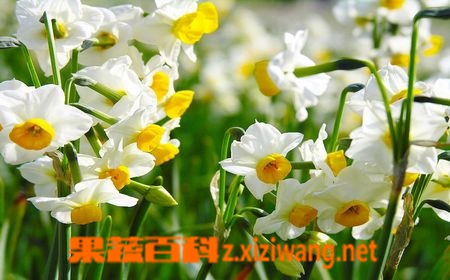 果蔬百科水仙花开花后怎么养