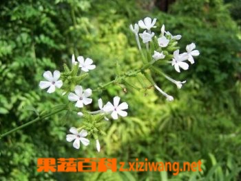 果蔬百科白花丹