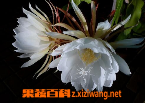 果蔬百科昙花不开花怎么办