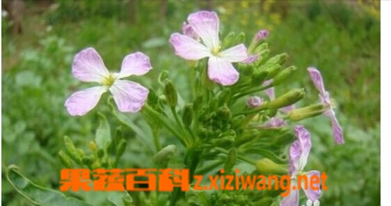 果蔬百科菜菔子