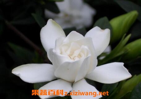 栀子花的养殖方法 栀子花怎么养好