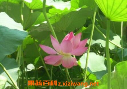 水芙蓉花的养殖方法和注意事项