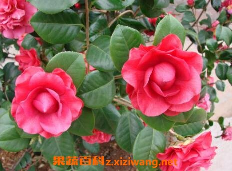  茶花的养殖方法 茶花怎么养