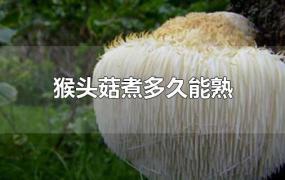 猴头菇煮多久能熟