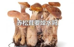 赤松茸要焯水吗