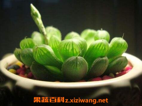 多肉植物玉露怎么养 玉露的养殖方法