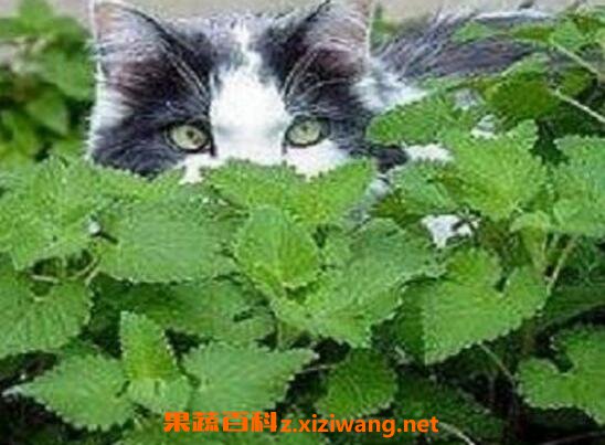 猫薄荷是什么 猫薄荷对猫的好处和危害