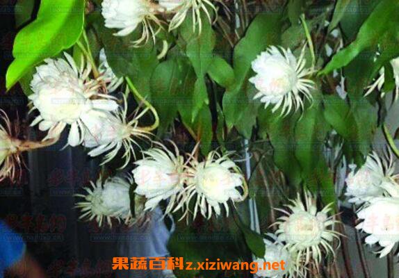 昙花怎么养殖 昙花的养殖方法和注意事项