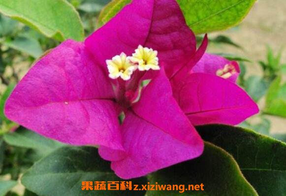 叶子花图片 叶子花怎么养