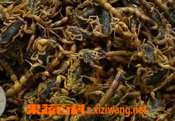 果蔬百科中药全虫的功效与作用