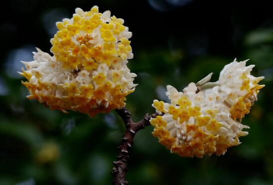 结香花泡水喝的功效与作用