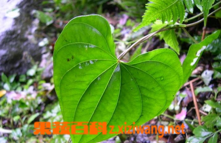 果蔬百科黄药子图片 黄药子的功效与作用